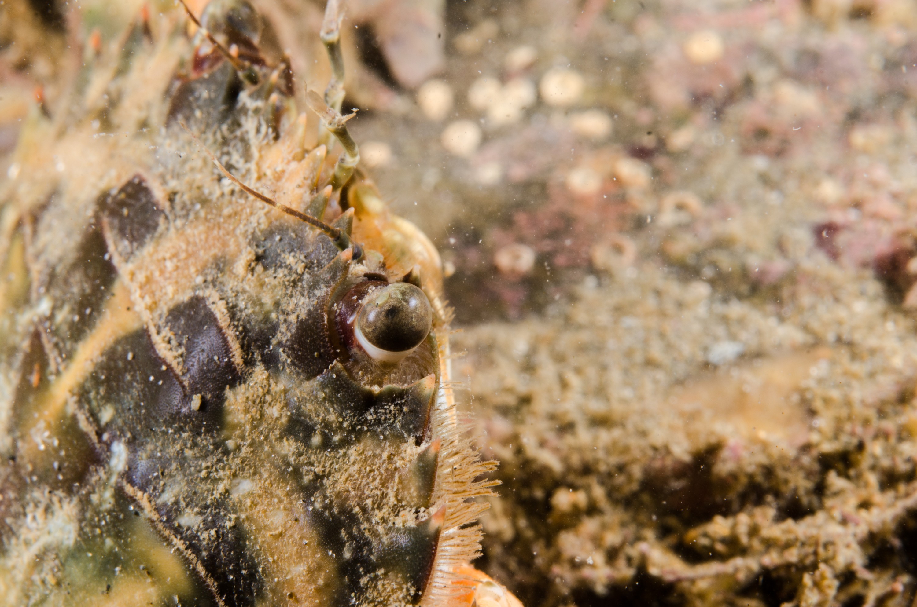 DSC_8591 – Asian, Paddlecrab, Charybdis, japonica, paddle, crab, ngunguru, whangarei, auckland, marine, pest, invasive, crispin, nz, new zealand, new, zealand, underwater, Biosecurity